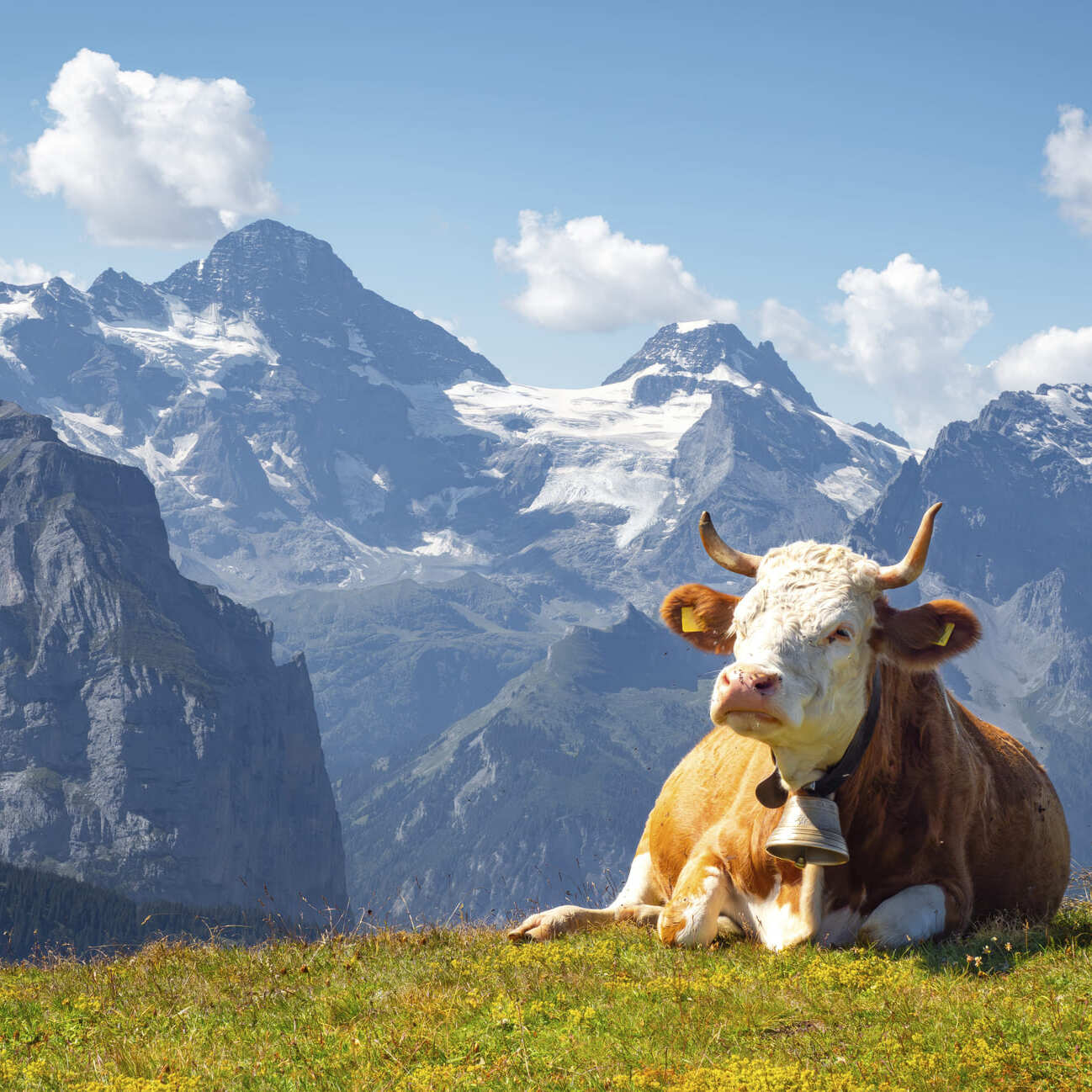 Rindertalg vs. Sheabutter vs. Kokosöl – Natürliche Hautpflege im Vergleich
