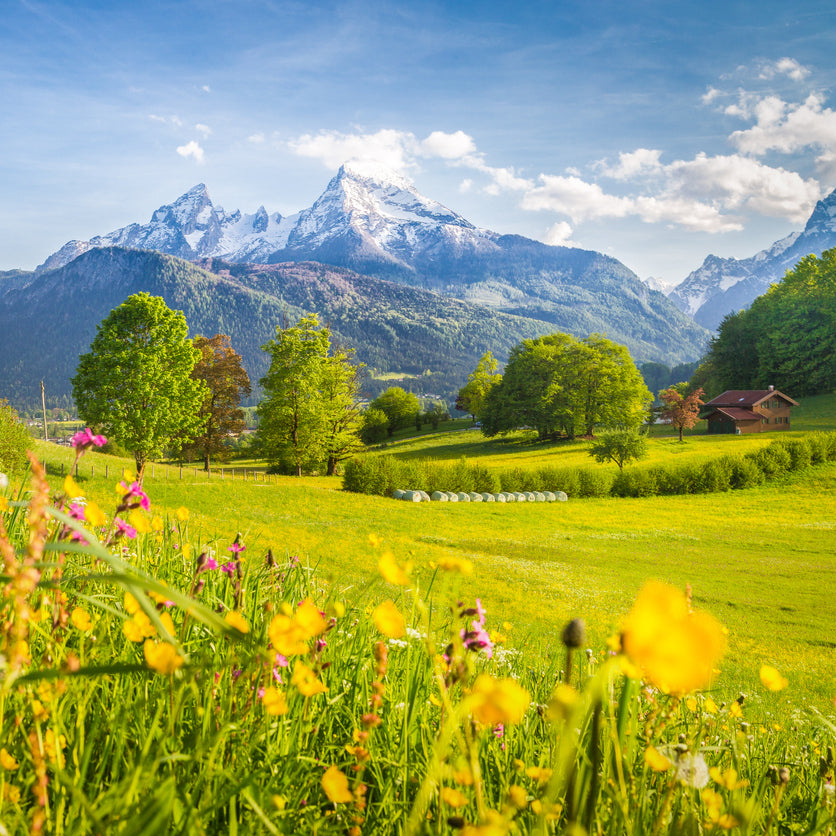 Blühende Frühlingswiese mit Wildblumen und Blick auf verschneite Alpen, grüne Wälder und ein traditionelles Bauernhaus bei Sonnenschein