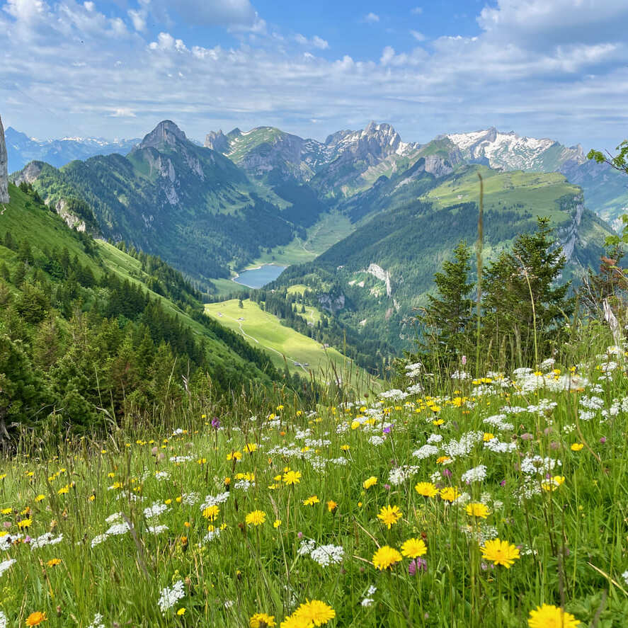 Almwiese voller Blumen im Schweizer Frühling mit Blick auf das Alpenpanorama
