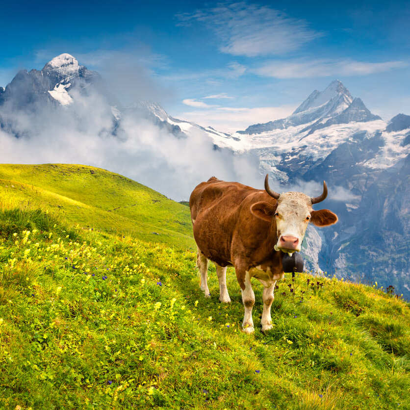 Schweizer Kuh auf Bergwiese – Symbol für natürliche Herkunft und Tierwohl